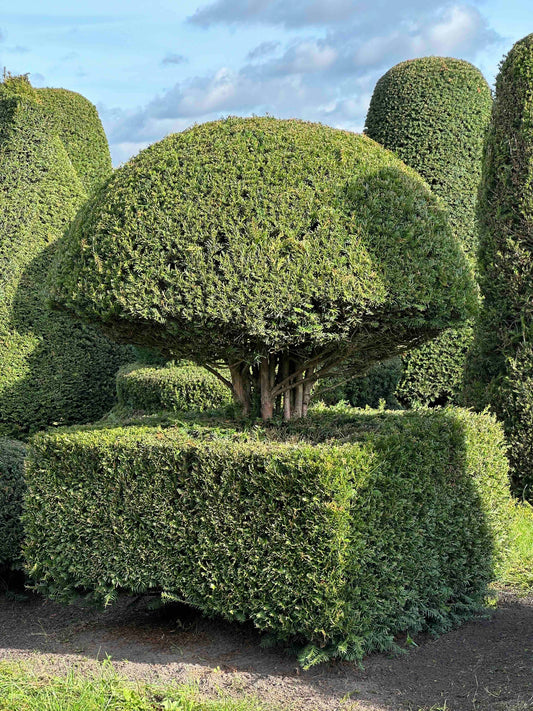TB TOPIARY #285