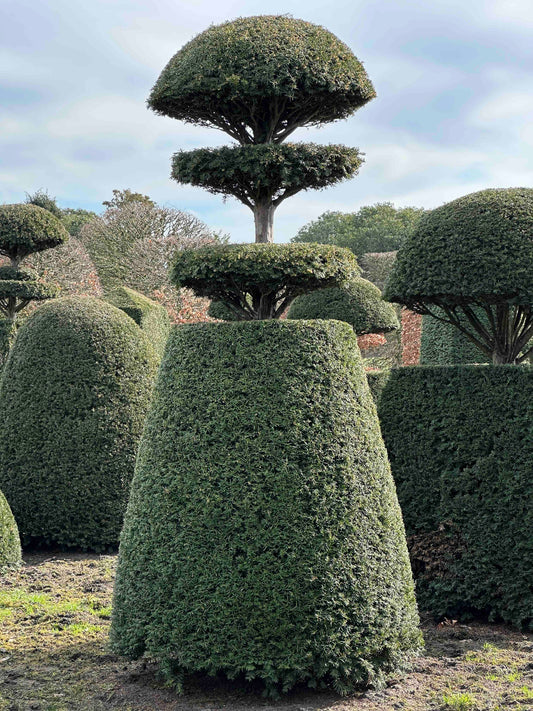 TB TOPIARY #527