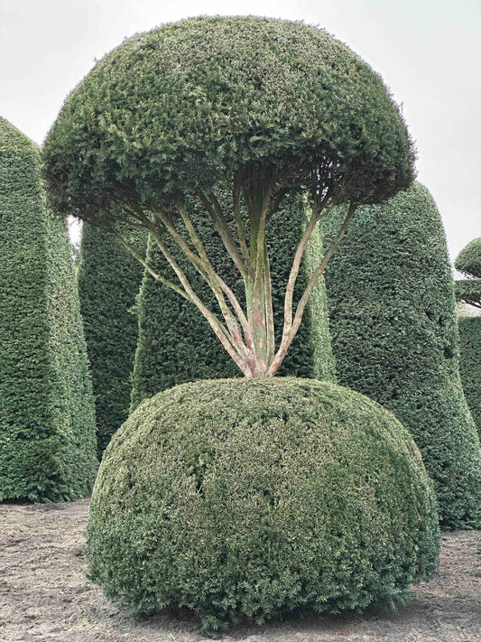 TB TOPIARY #201