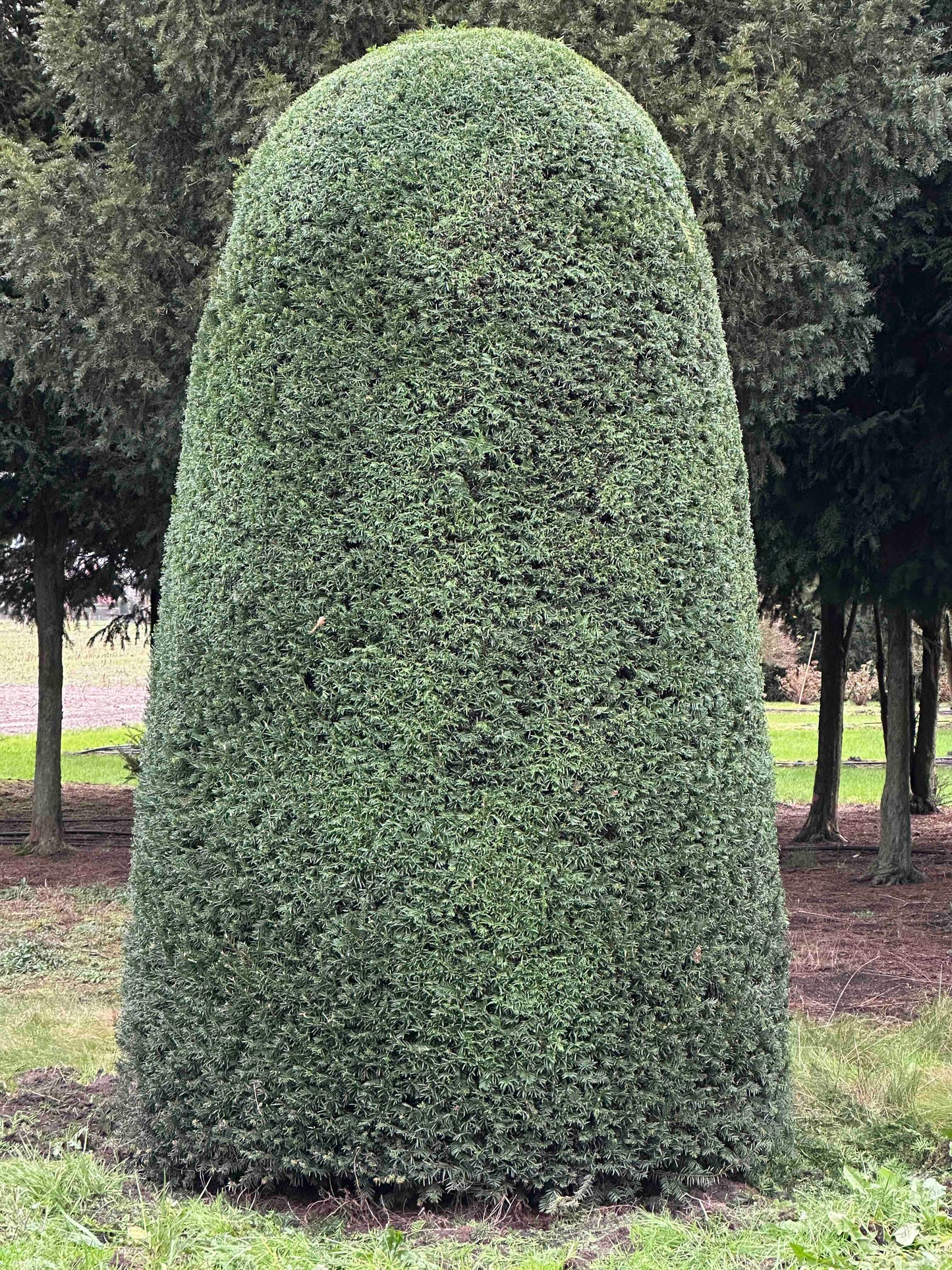 TB TOPIARY #406