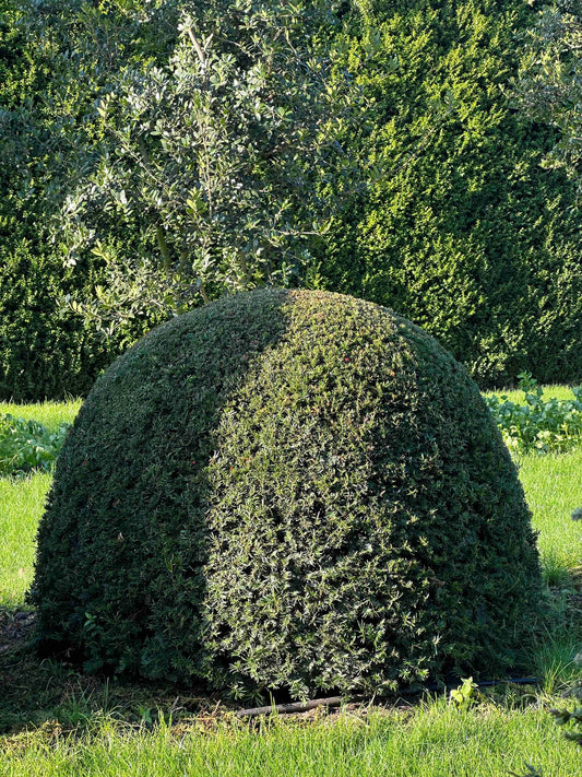 TB TOPIARY #061