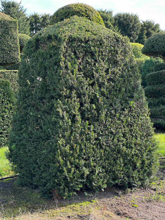 TB TOPIARY #290