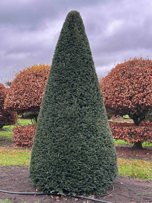 TB TOPIARY #360