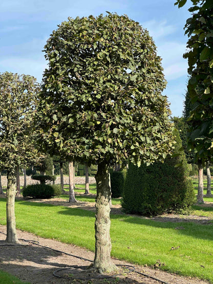 CB TOPIARY #137