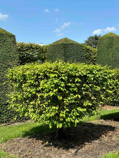 CB TOPIARY #013