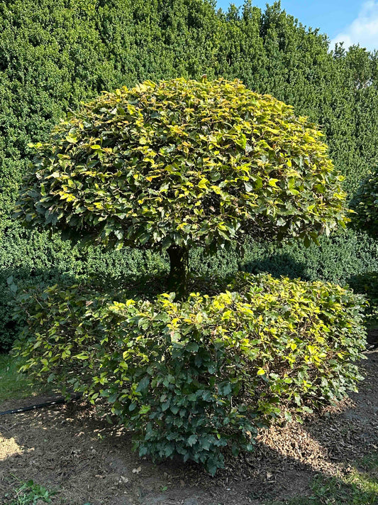 FS TOPIARY #050
