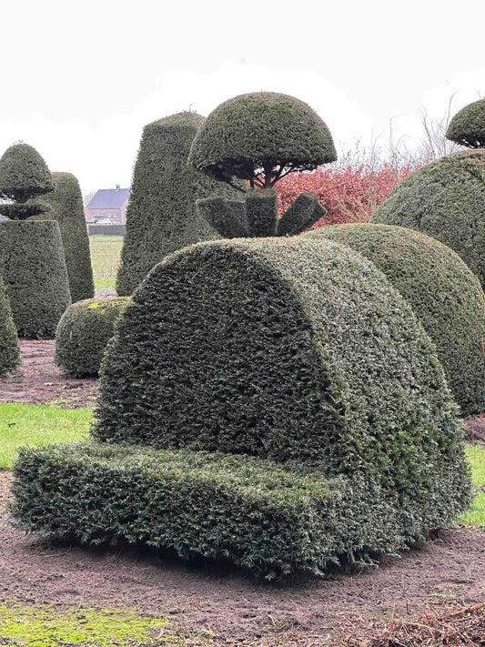 TB TOPIARY #475