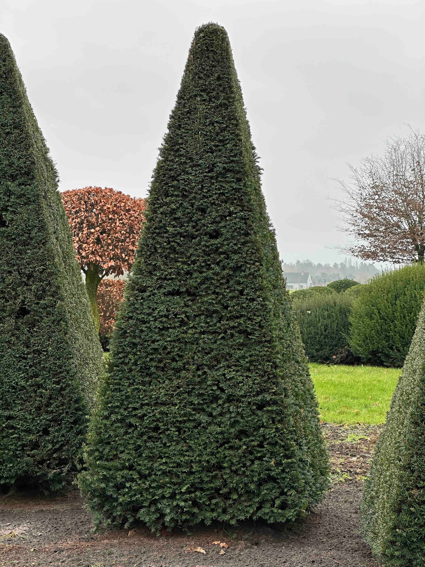 TB TOPIARY #228