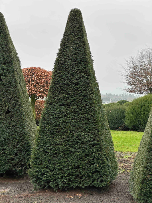 TB TOPIARY #228
