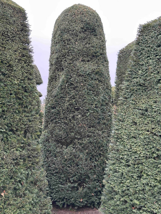 TB TOPIARY #185