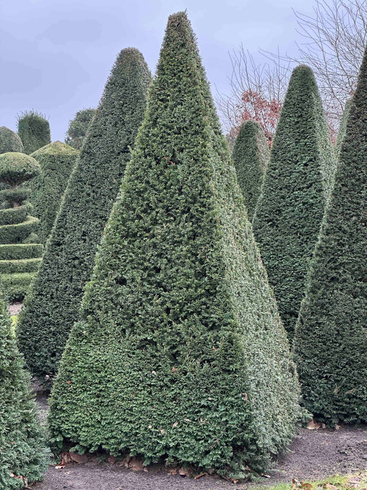 TB TOPIARY #251
