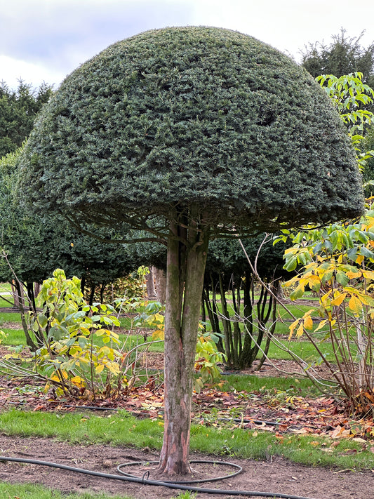 TB TOPIARY #581