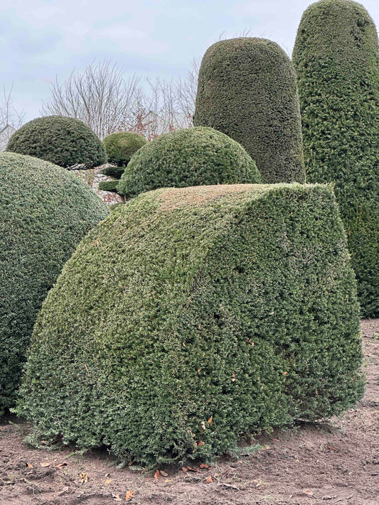 TB TOPIARY #468