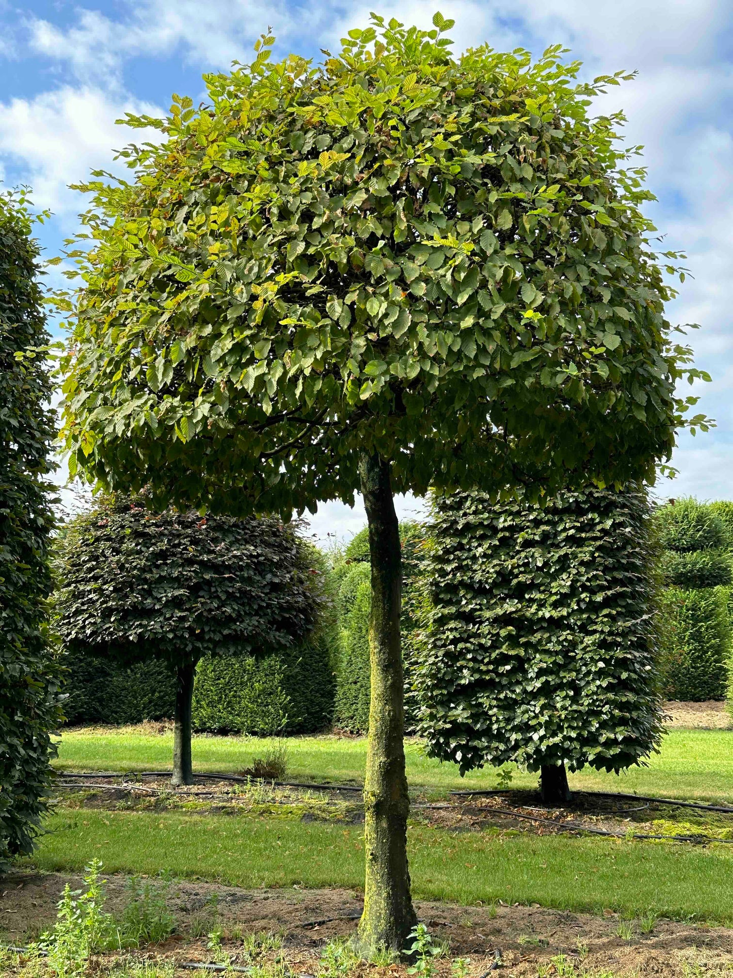 CB TOPIARY #089