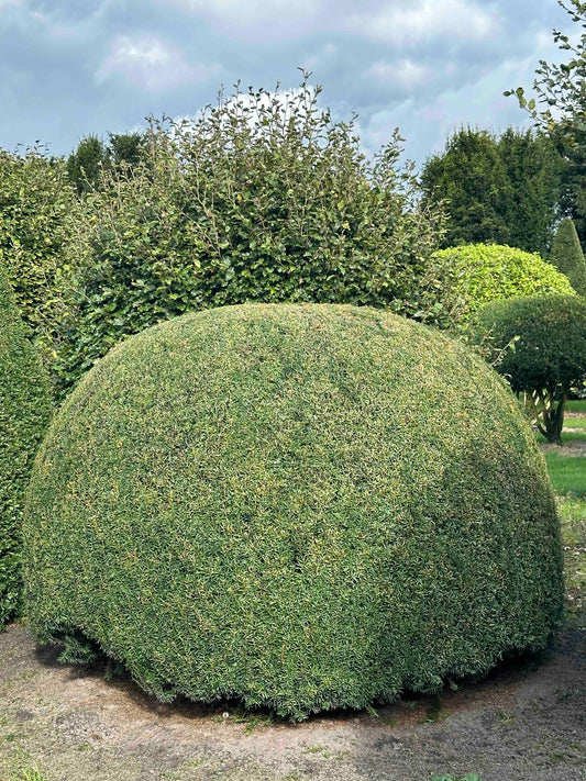 TB TOPIARY #350