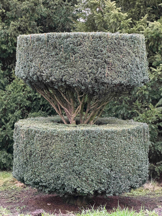TB TOPIARY #402