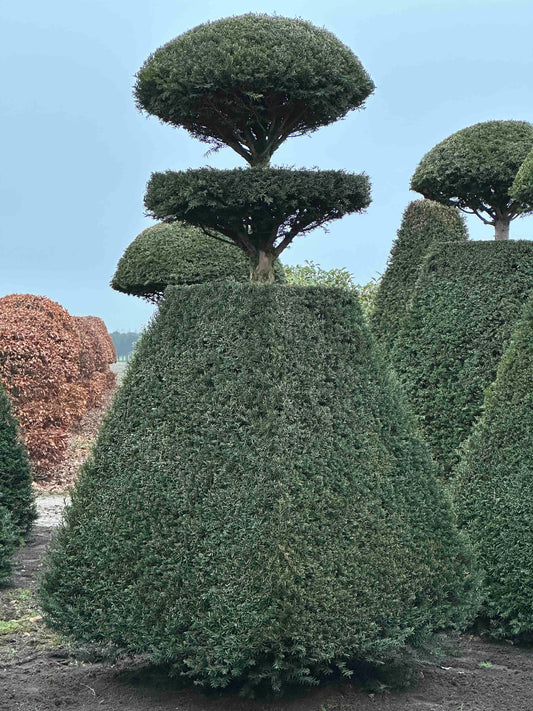 TB TOPIARY #222