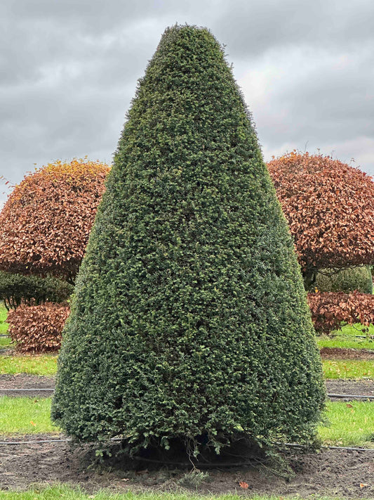 TB TOPIARY #381