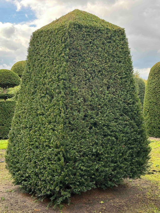 TB TOPIARY #342