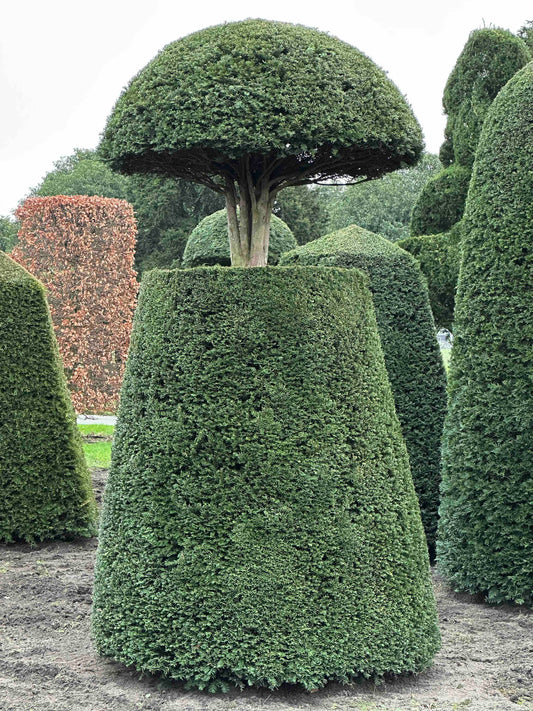 TB TOPIARY #125