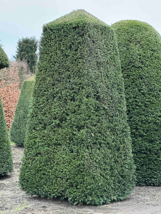 TB TOPIARY #138