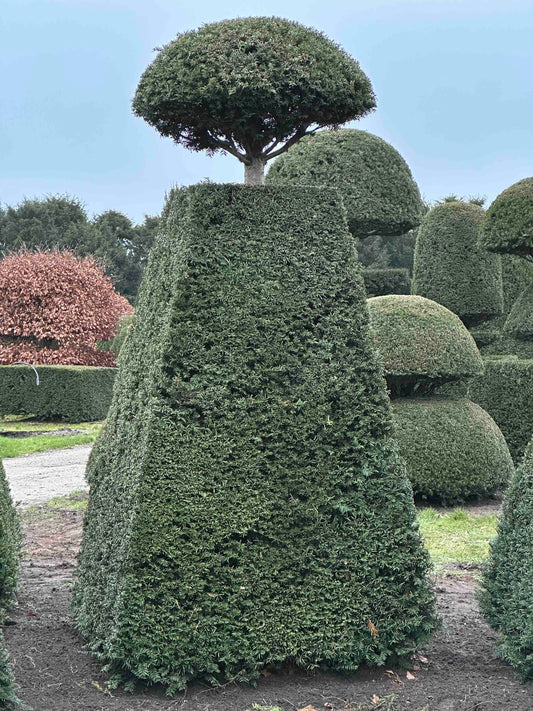 TB TOPIARY #217