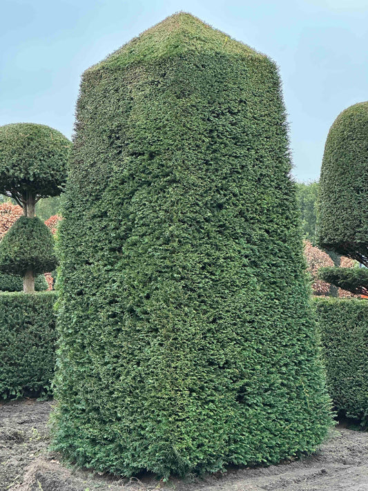 TB TOPIARY #193