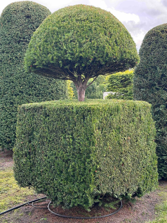 TB TOPIARY #326