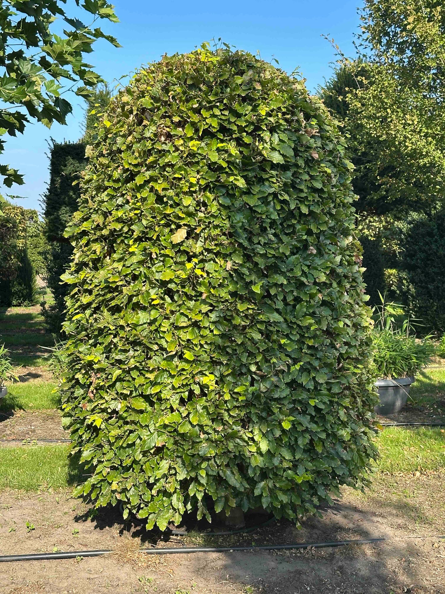FS TOPIARY #033
