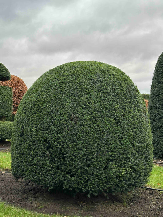 TB TOPIARY #392