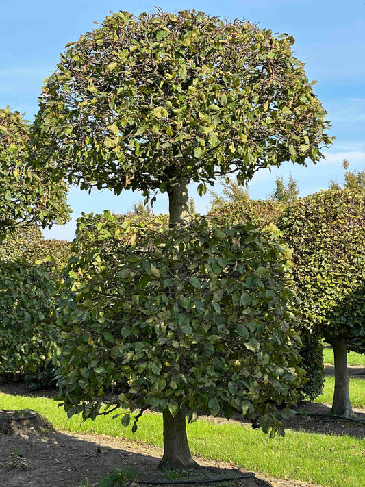 CB TOPIARY #160