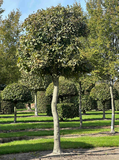 CB TOPIARY #132
