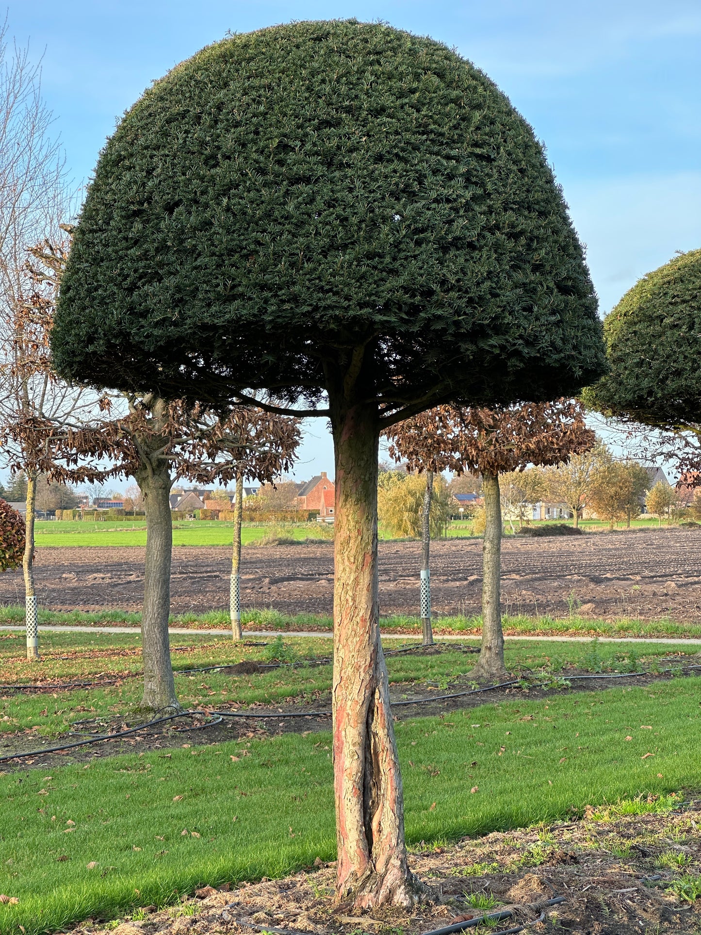 TB TOPIARY #634