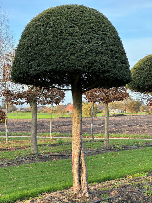TB TOPIARY #634