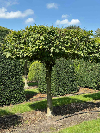 CB TOPIARY #016