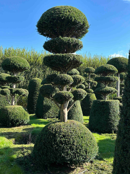 TB TOPIARY #029