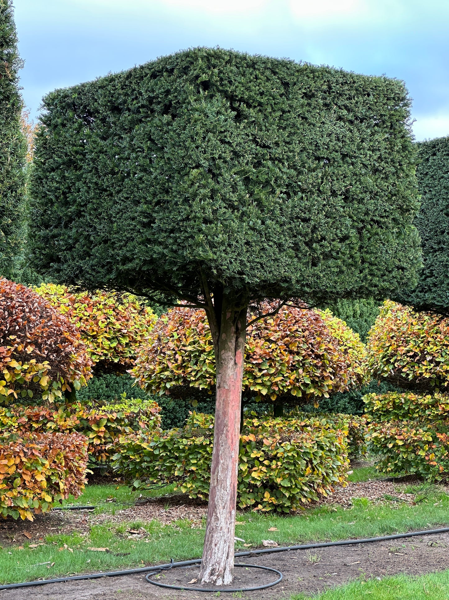 TB TOPIARY #563