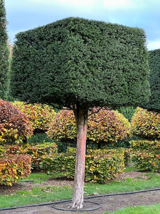 TB TOPIARY #563