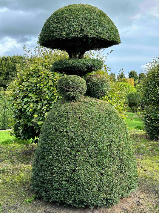 TB TOPIARY #343