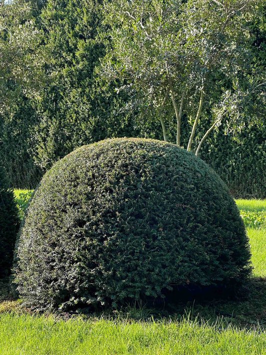 TB TOPIARY #70