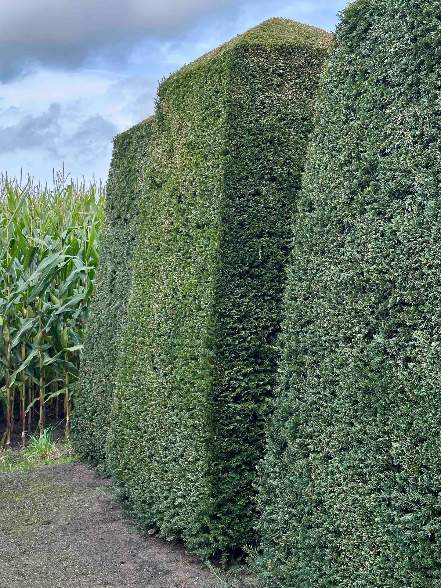 TB TOPIARY #335