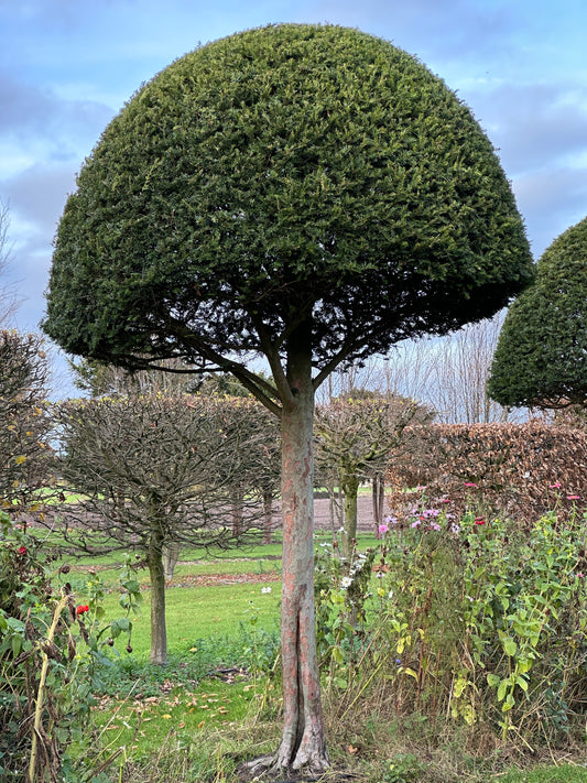 TB TOPIARY #605