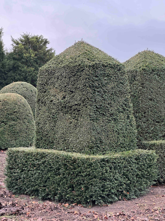 TB TOPIARY #416