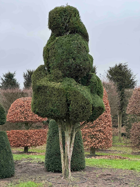 TB TOPIARY #102