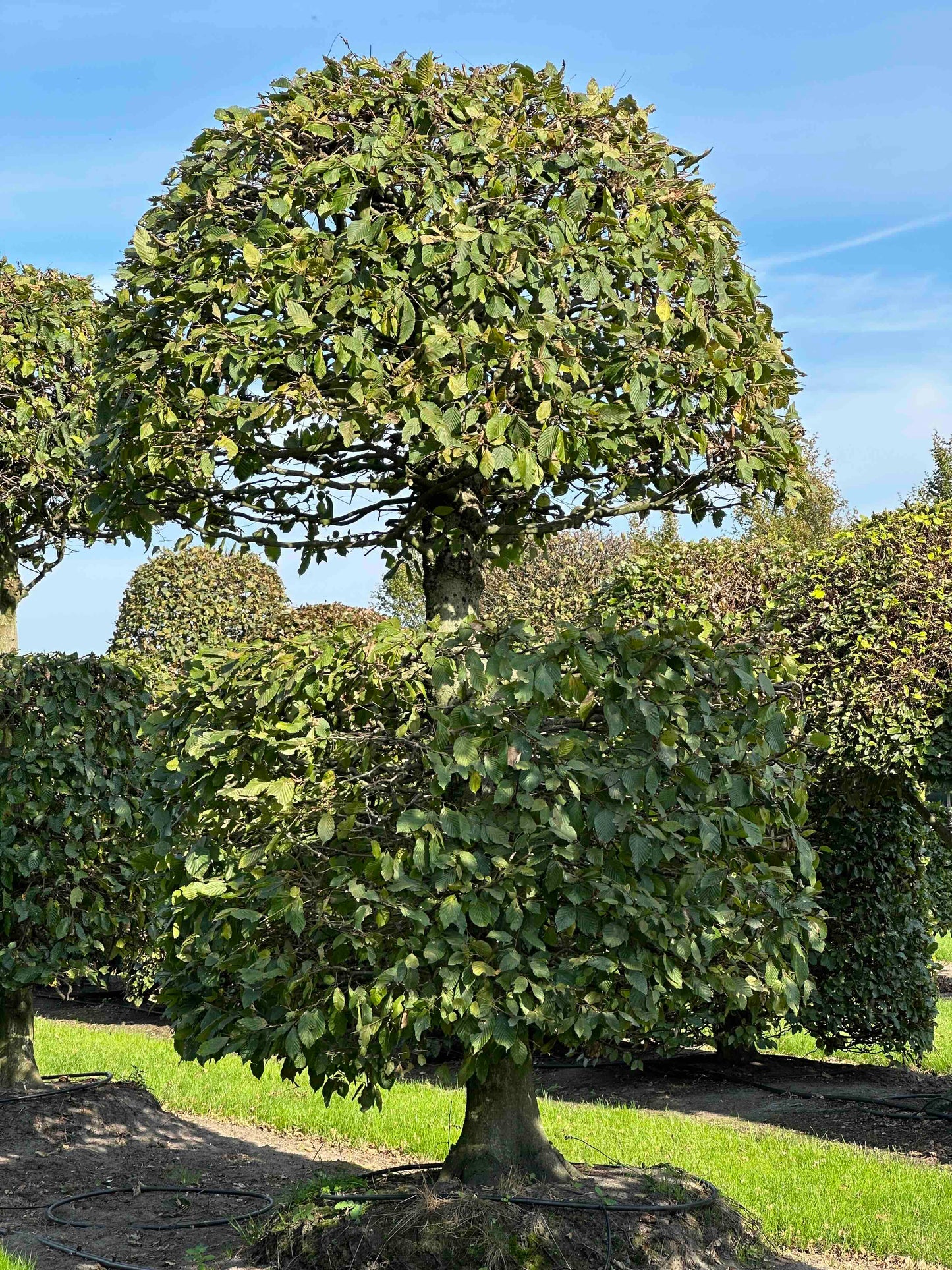 CB TOPIARY #159