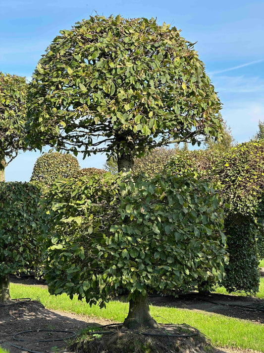 CB TOPIARY #159