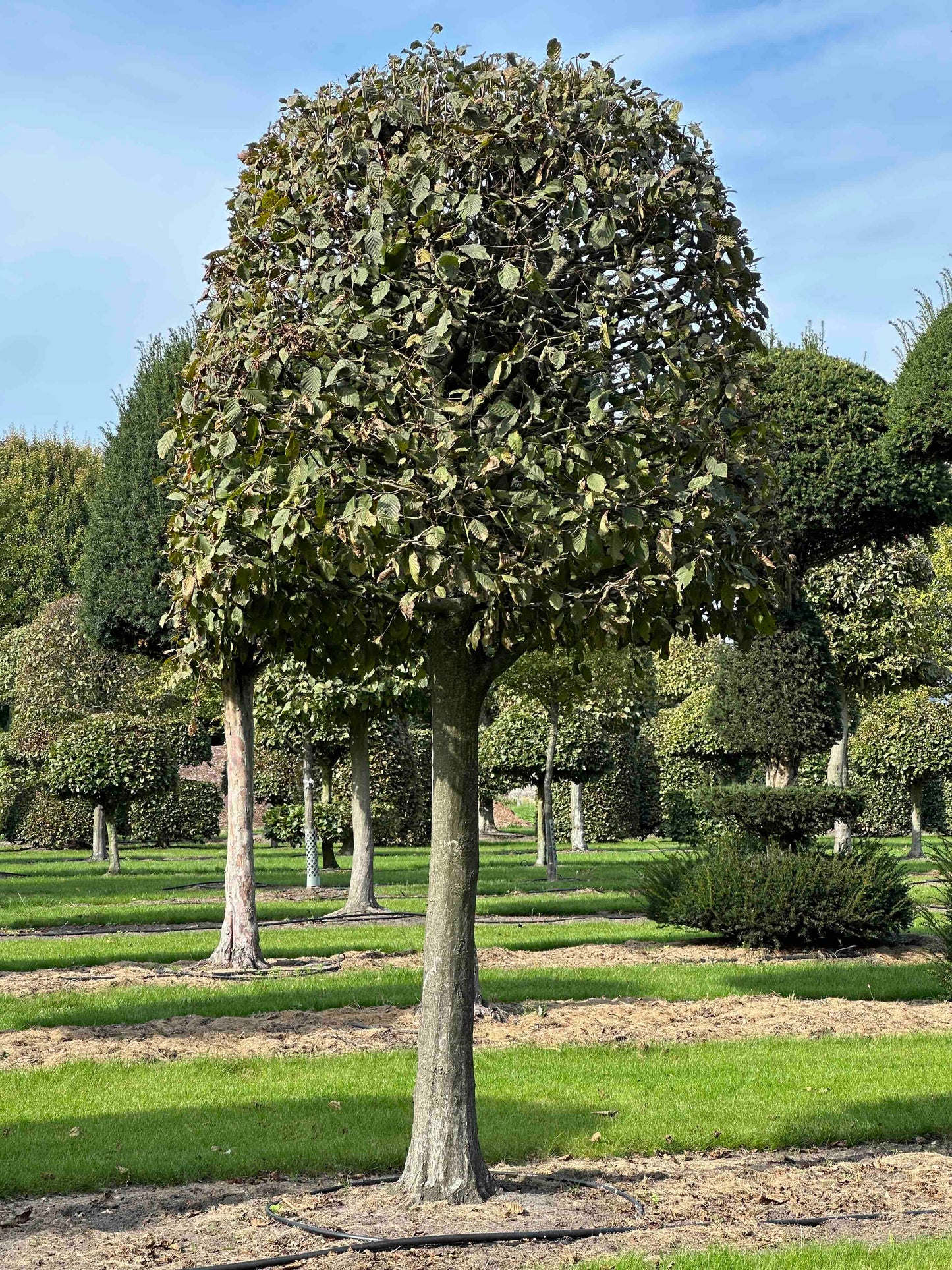 CB TOPIARY #122