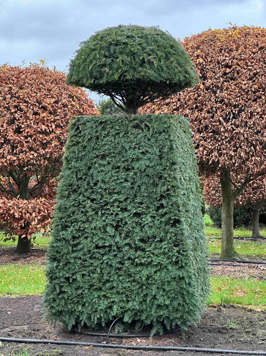 TB TOPIARY #368