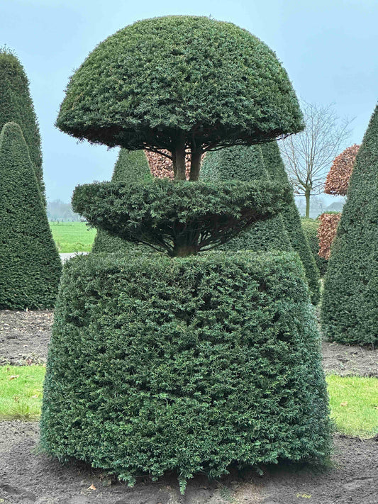 TB TOPIARY #212