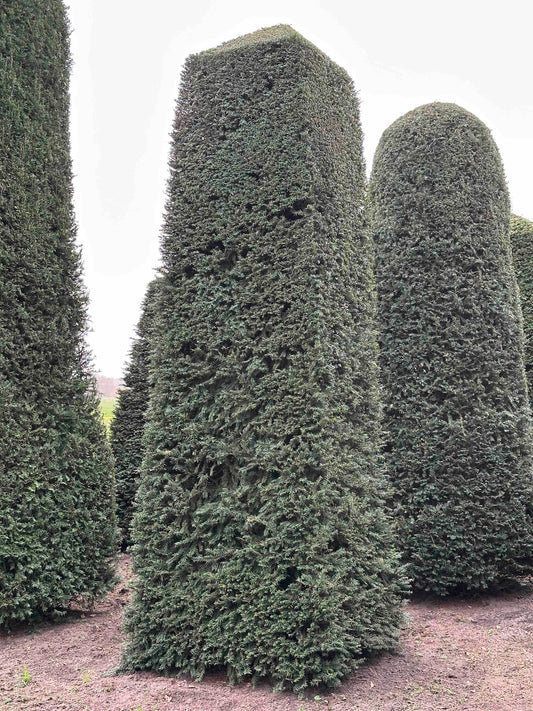 TB TOPIARY #167